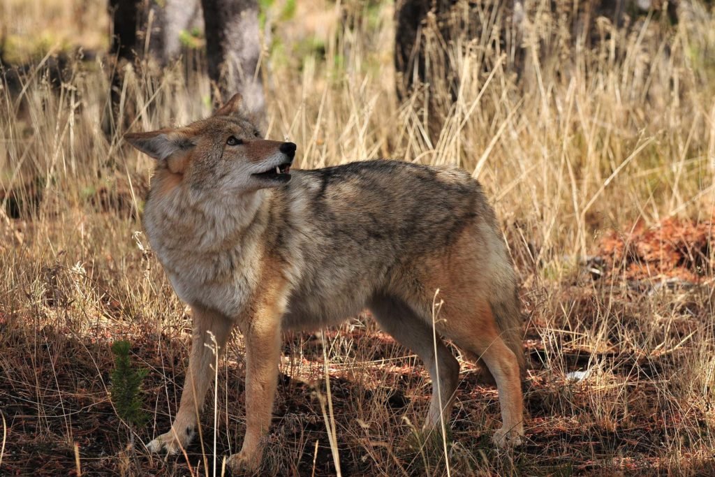 Rediscovering Lost Relationships – Coyote Lives In Maine