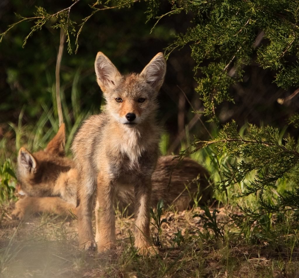 The Faces Of Our Humanity – Coyote Lives In Maine