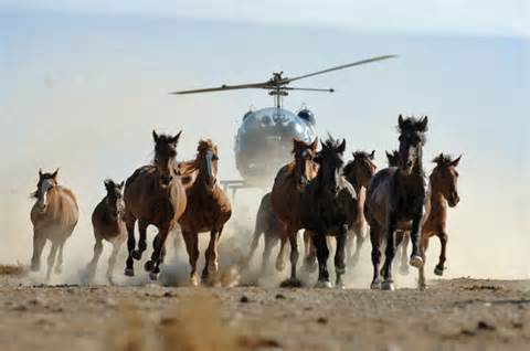 Wild Mustangs chased by helicopter