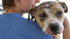 Abused Pit Bull dog