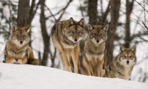 Coyotes - Pierre Giard