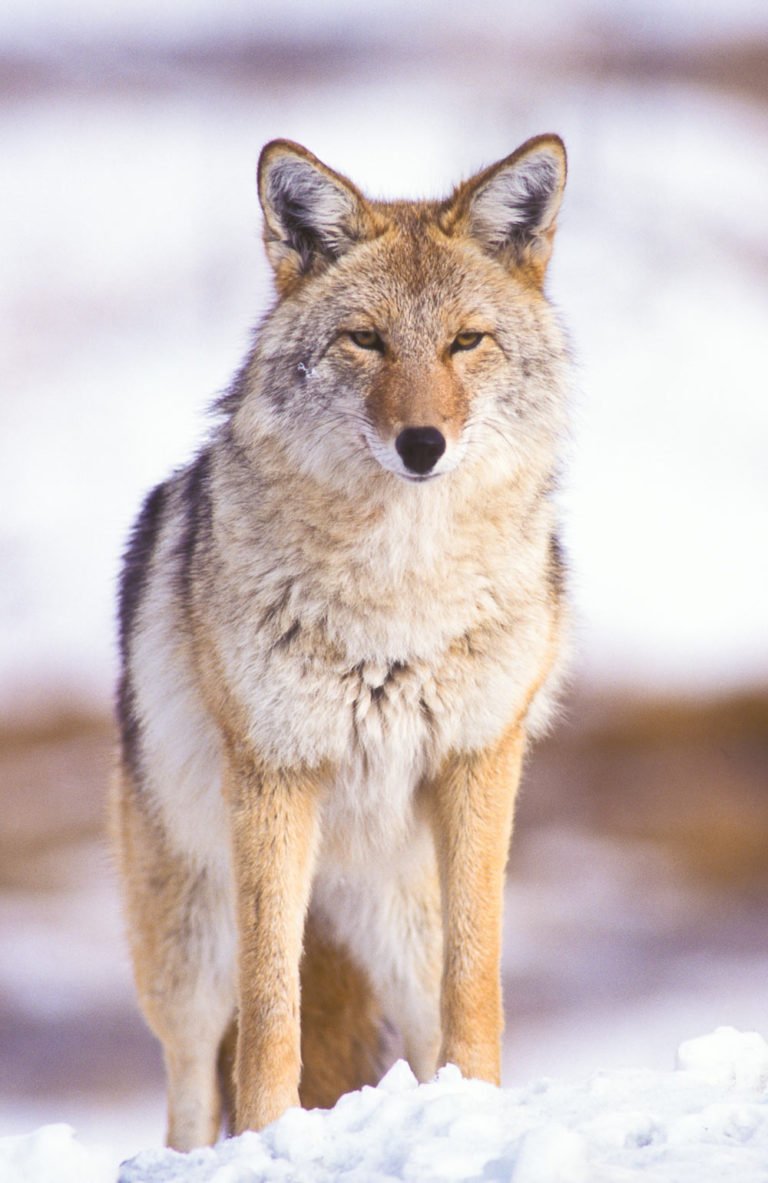 WHO IS COYOTE – Coyote Lives In Maine