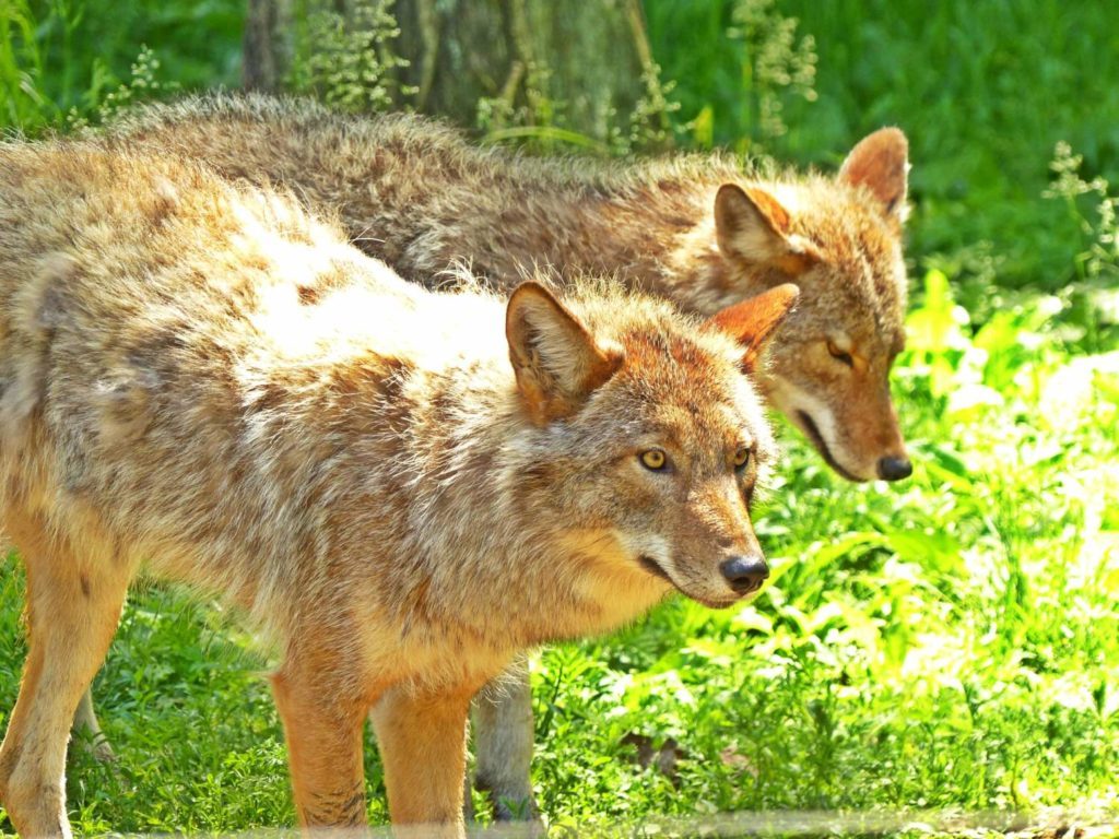 Urban Coyotes and what They Teach us