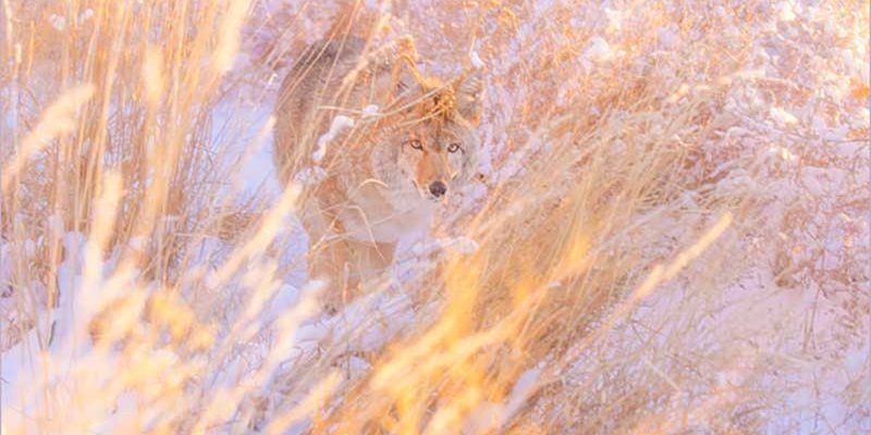 naturesconfetti2018W