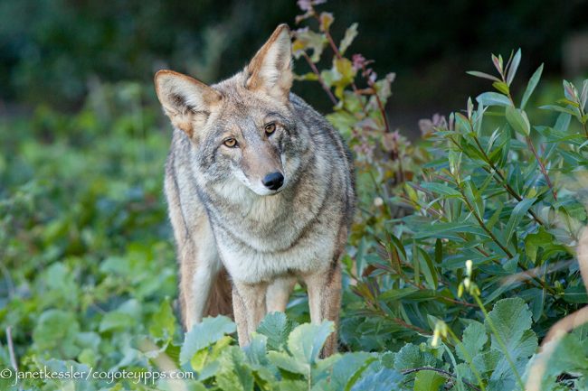 August 15, 2019 – Coyote Lives In Maine