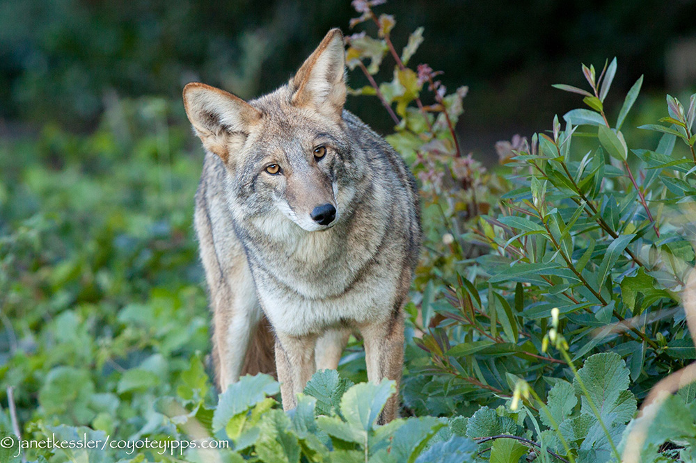 Misunderstood Coyote Behaviors
