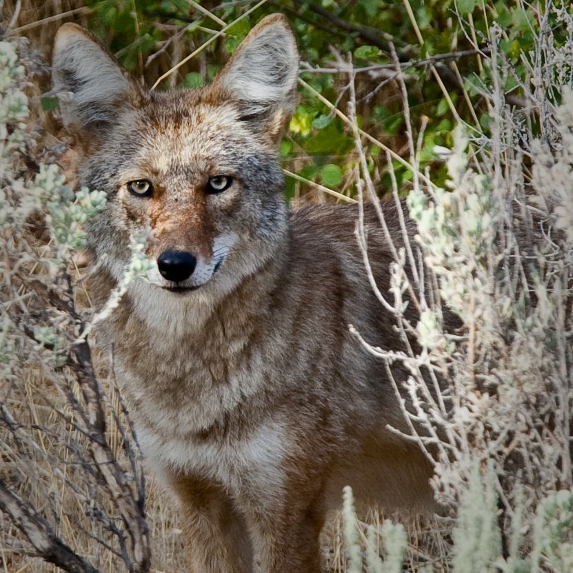 Oh Coyote ~ Your Bond with our Native Plants!