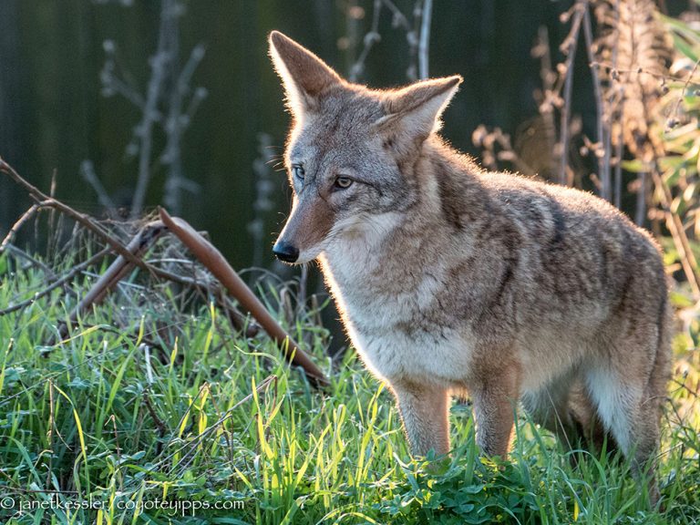 An Encounter With Coyote – Coyote Lives In Maine