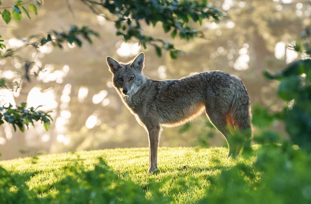 Orchards Heartily Welcome Coyote