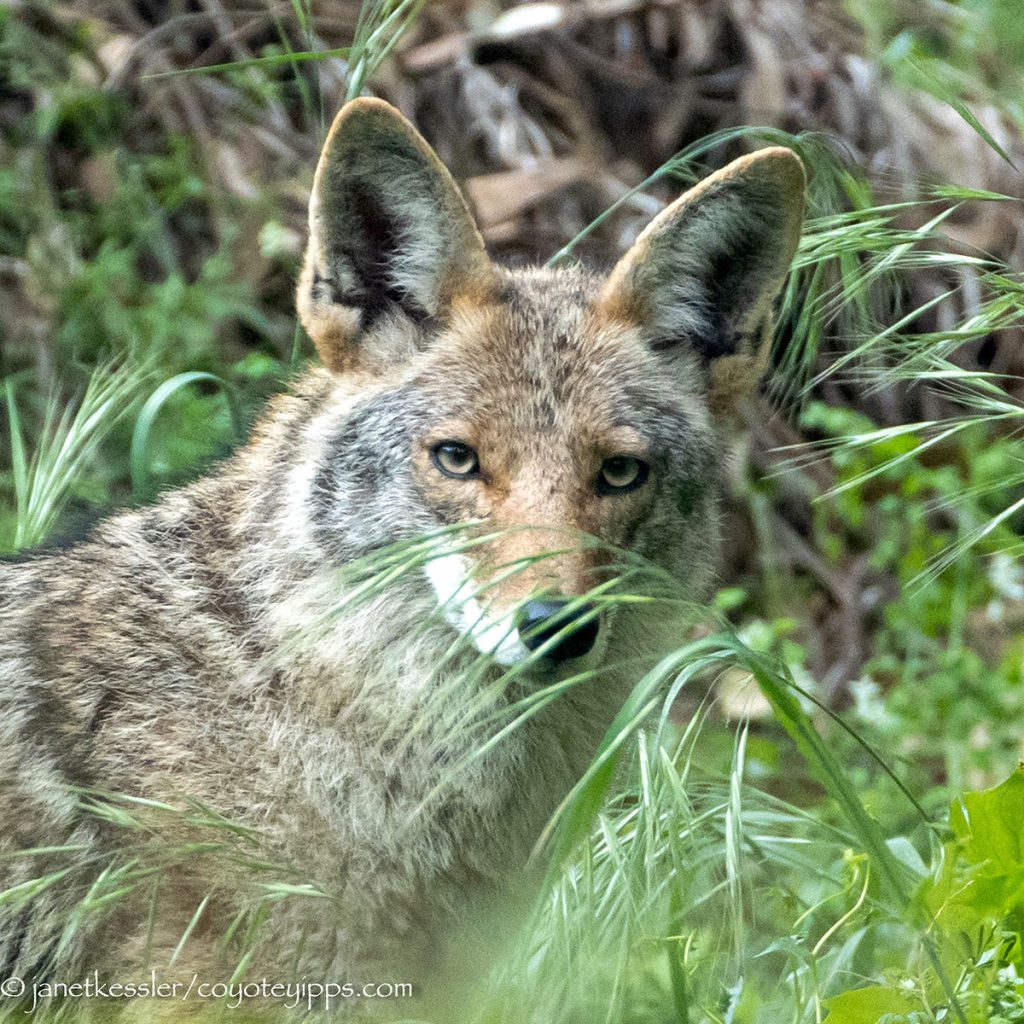 The “Teenage” Coyote ~Life and Death Decisions